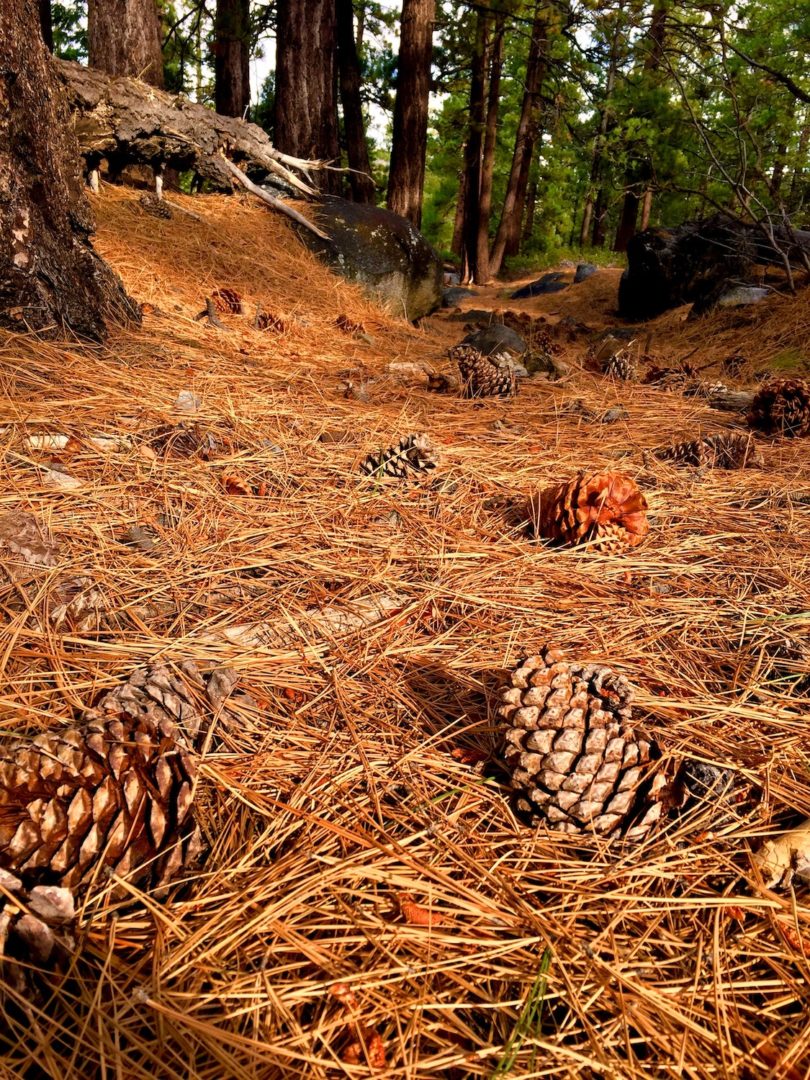 Materiales forestales no maderables