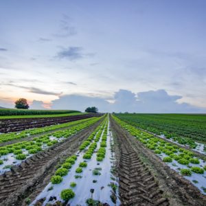 Optimización de procesos agronómicos y gestión del suelo