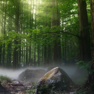 gestion forestal y del medio natural