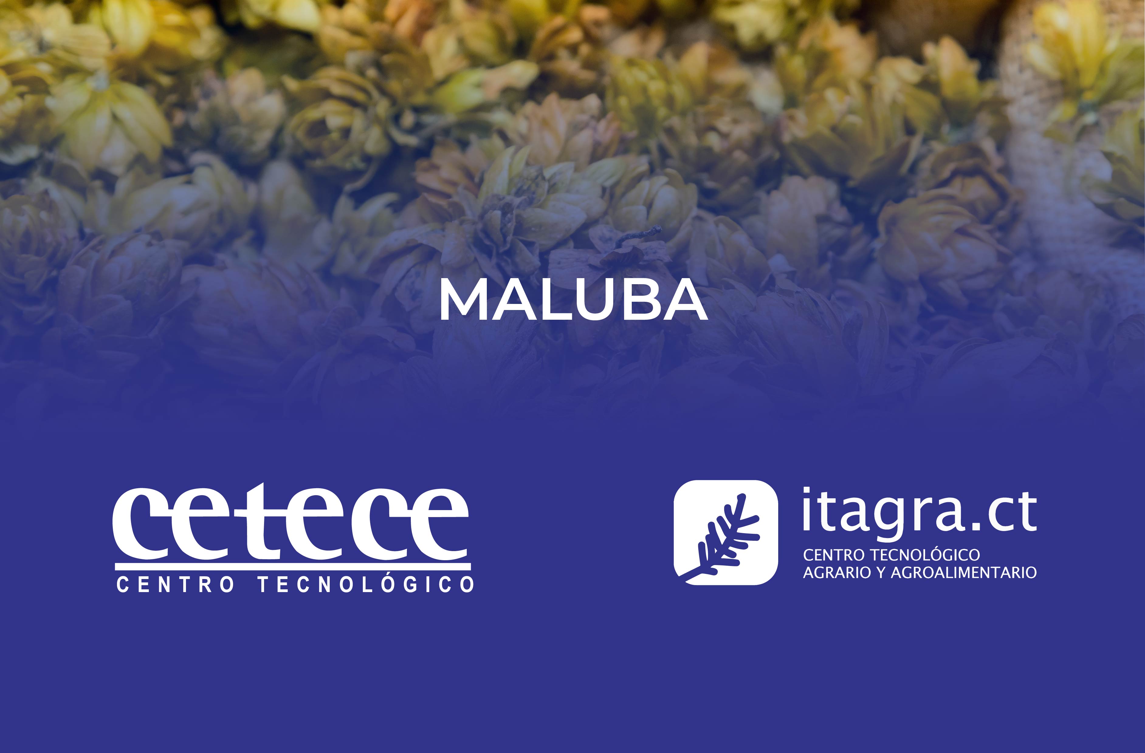 El Proyecto MALUBA destaca por innovar en la industria cervecera y la panificación mediante enfoques circulares. Gracias a la colaboración entre los centros tecnológicos CETECE e ITAGRA, y empresas locales promete transformar subproductos en productos de valor, marcando un camino hacia la sostenibilidad y la innovación.