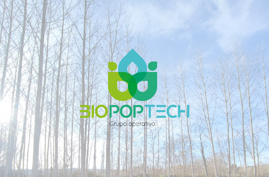 GO BIOPOPTECH coordinado por Cesefor promueve el cultivo y la utilización del chopo, marcando un hito en la producción de madera de alto valor añadido y compromiso ambiental.