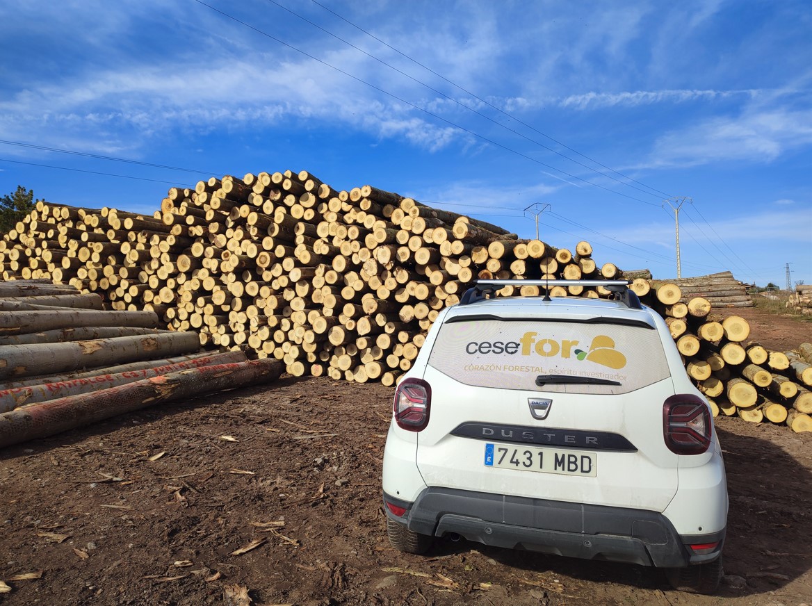 el proyecto GO BIOPOPTECH coordinado por Cesefor promueve el cultivo y la utilización del chopo, marcando un hito en la producción de madera de alto valor añadido y compromiso ambiental.