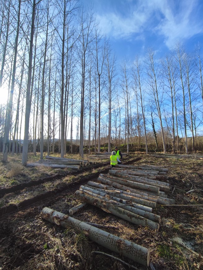 el proyecto GO BIOPOPTECH coordinado por Cesefor promueve el cultivo y la utilización del chopo, marcando un hito en la producción de madera de alto valor añadido y compromiso ambiental.
